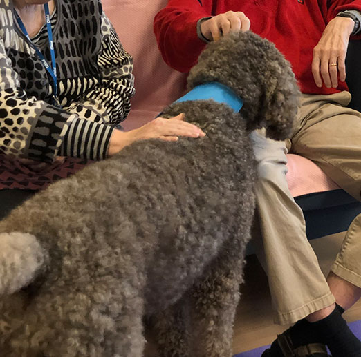 Foto på när hunden blir klappad